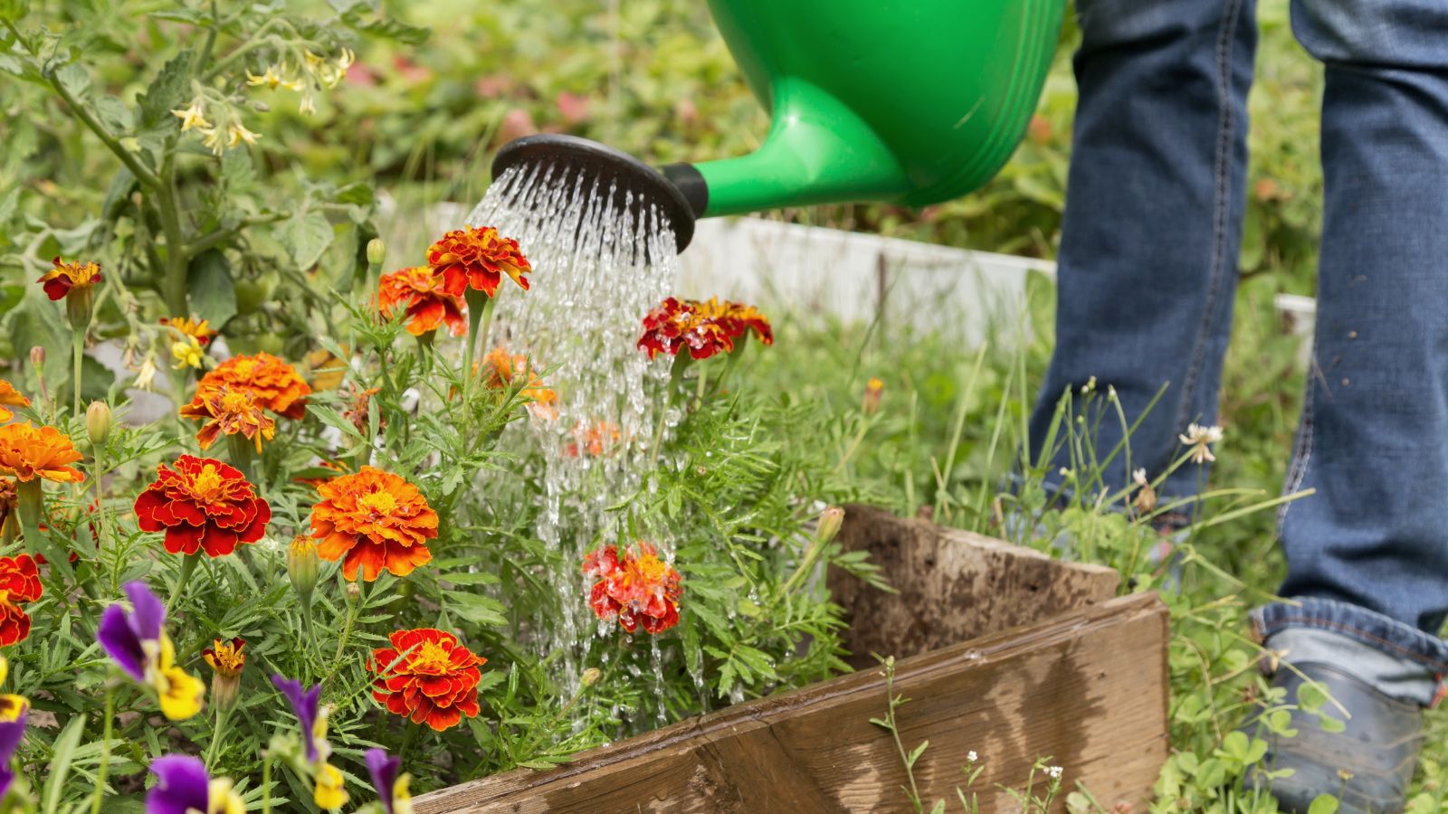 A photo of a person wearing jeans and using a green watering can to water a small flower bed in a well-lit outdoor area