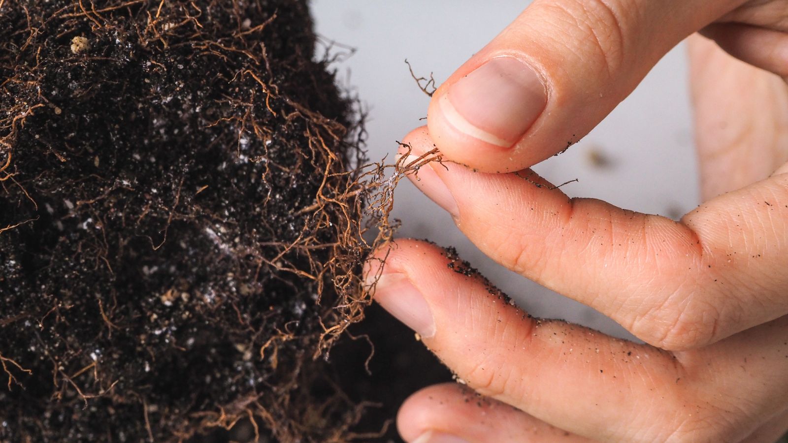 A shot of a person's hand holding and inspecting the rotting roots of a plant that is placed on top of a white surface indoors