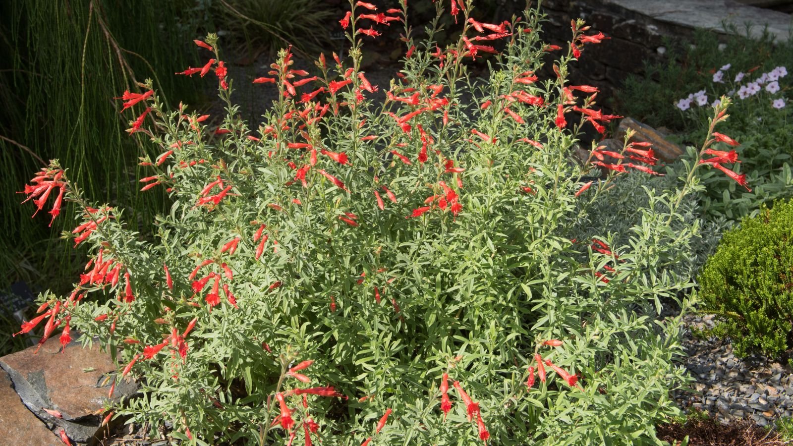 A shot of a shrub of red flowers growing near a stone surface in a bight sunlit area outdoors