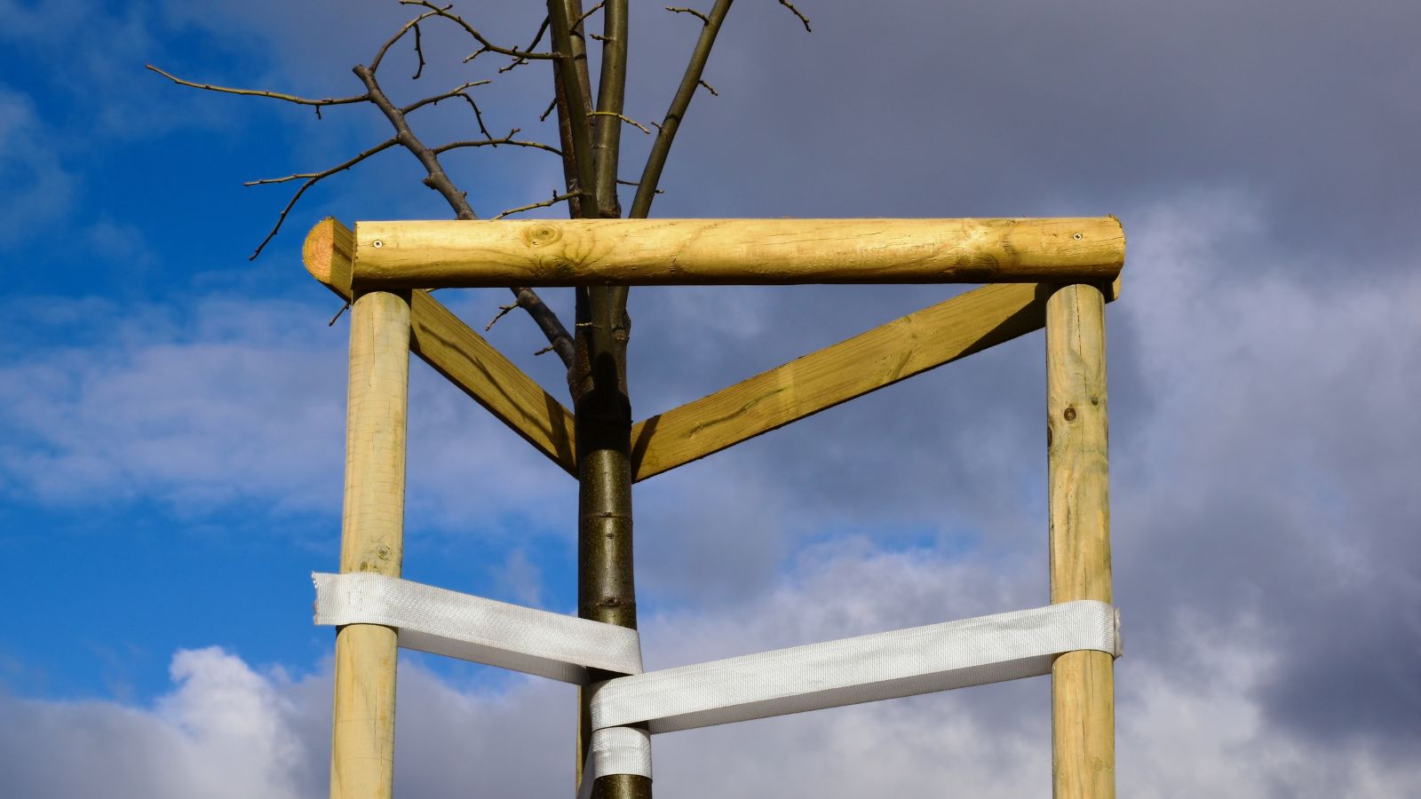 A shot of a weakly growing plant supported by several wooden support posts and strips of fabric towards the sky in the background.