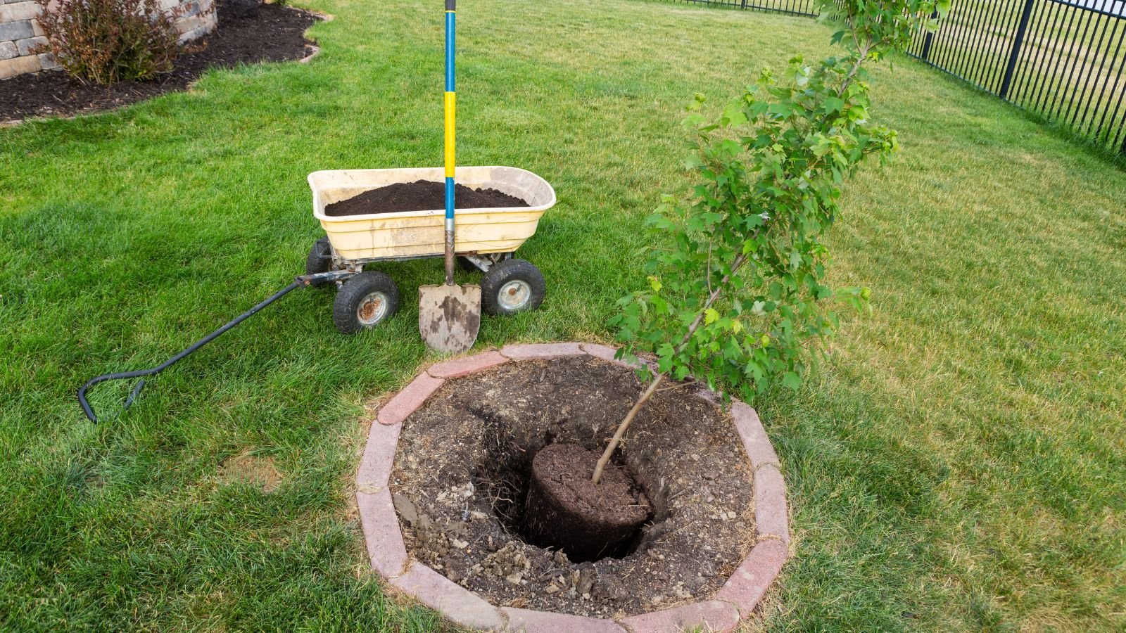 A shot of a young plant planted in a garden, with a wheelbarrow full of soil and a shovel in the background.