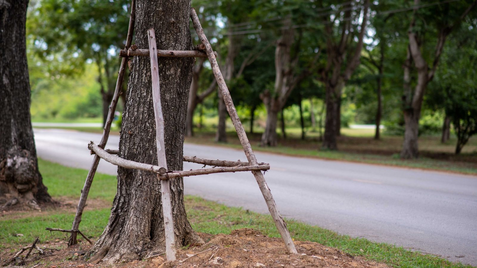 A shot of a thick, bent log supported by several wooden posts to keep it upright.