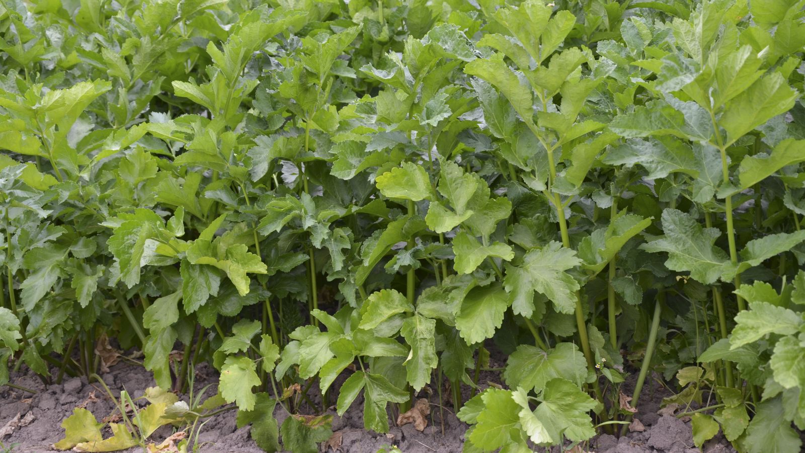 A shot of multiple rows of overcrowded root vegetables in a well lit area outdoors