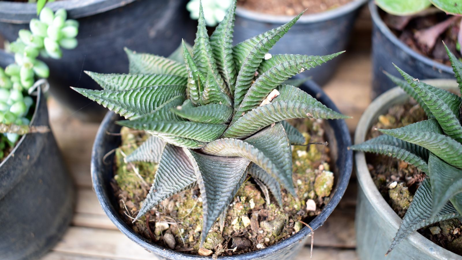 potted succulents next to each other