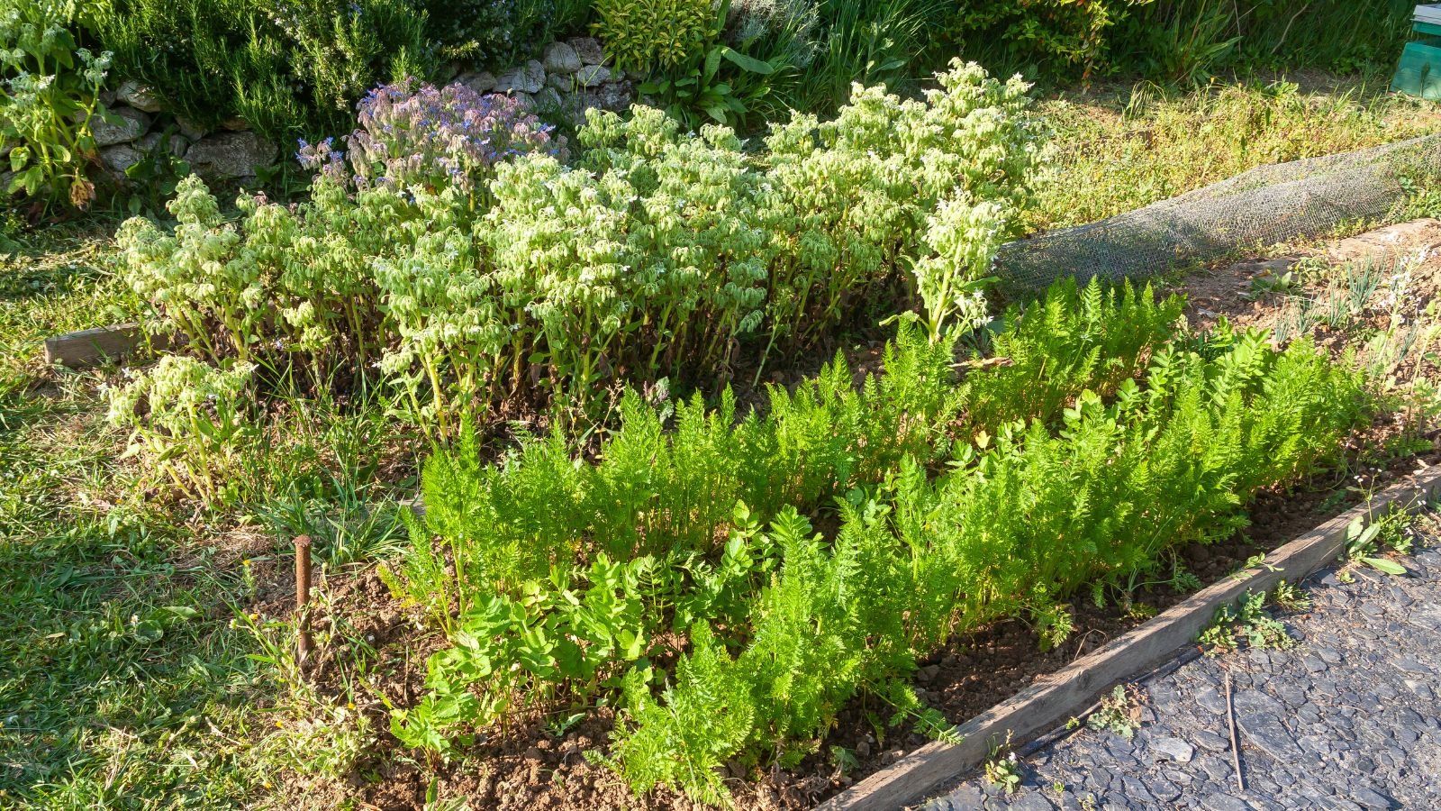 A shot of multiple rows of two different root vegetables placed ion and outdoor garden area.