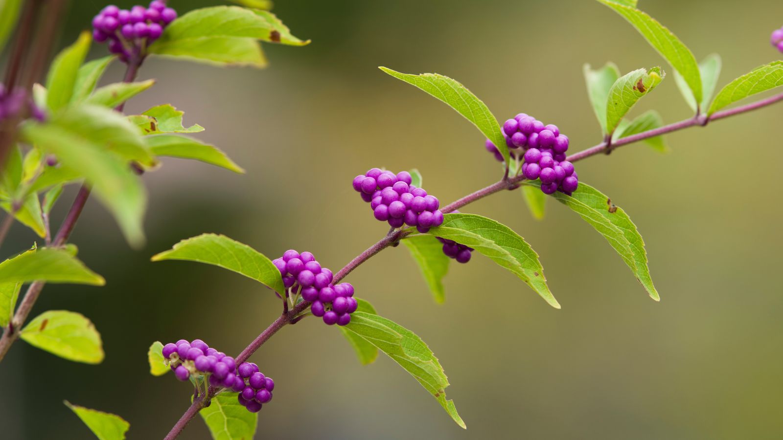 A woody Callicarpa dichotoma x kwangtungensis stem appearing woody with vivid purple berries and bright green leaves