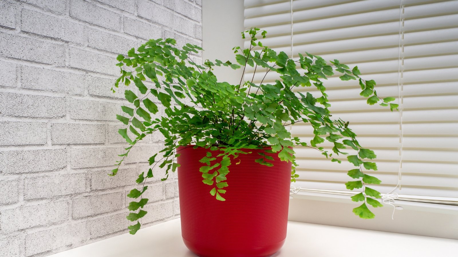 A feathery Adiantum plant with soft, lace-like fronds in a red pot, placed against a white brick wall.