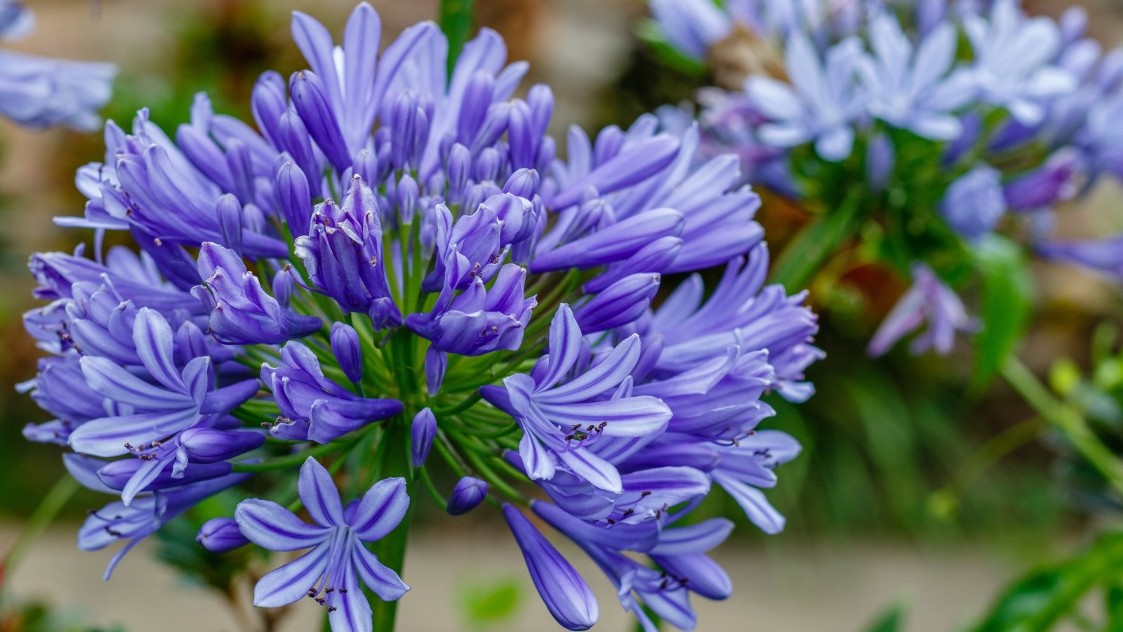 A close-up of Agapanthus plant. The vibrant blue flowers of Agapanthus bloom gracefully, displaying their delicate petals and intricate patterns. In the background, other flowers add a colorful contrast, creating a beautiful garden scene full of life.