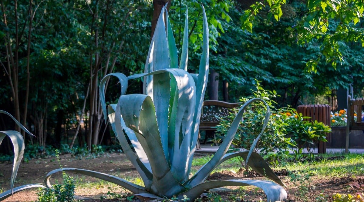 A towering century plant stands proudly in a garden, its robust form reaching towards the sky. Behind it, a backdrop of lush trees creates a tranquil and verdant atmosphere, accentuating the plant's majestic presence within the natural landscape.
