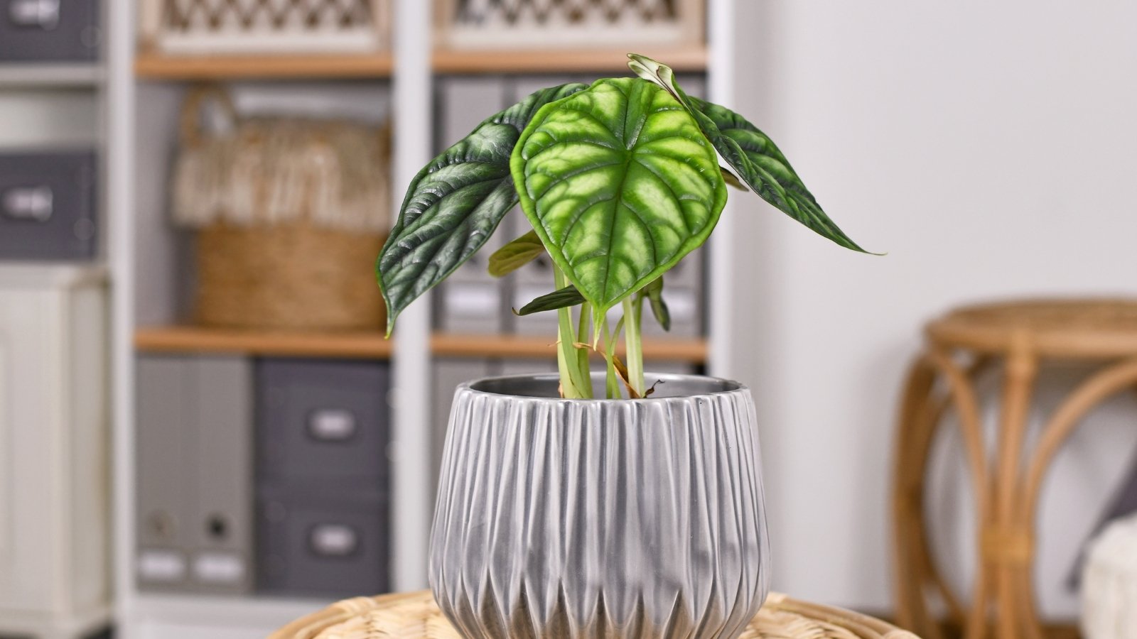 An Alocasia plant in a light-colored pot, its large leaves with distinct white veins.