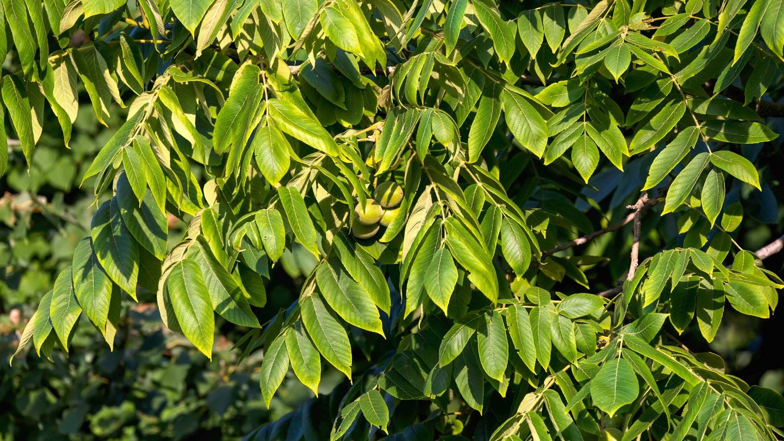 The American black walnut tree presents a majestic appearance with its tall, broad canopy and deeply furrowed, dark gray-brown bark. Its compound leaves, comprised of numerous pointed leaflets, showing a rich green color. The tree's prized fruit, the walnut, features a round, green husk that encases a hard, deeply grooved shell containing the flavorful, oily nut within.