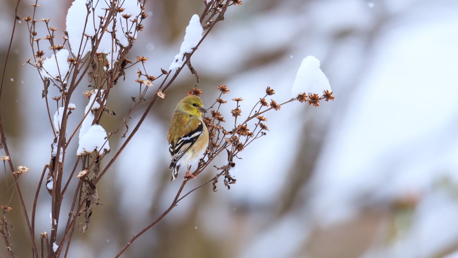 An American goldfinch with bright yellow feathers perches on a snow-dusted, post-bloom Aster, its dried flower heads adding texture to the winter garden scene.
