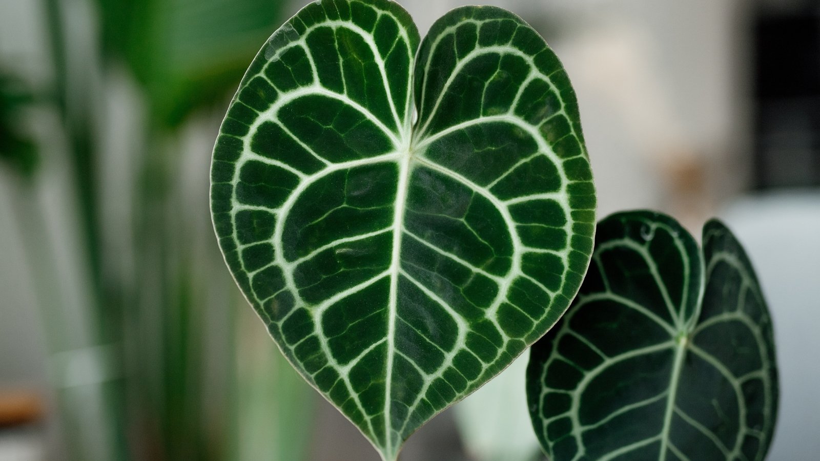 An Anthurium plant with dark green, heart-shaped leaves with pronounced white veins.