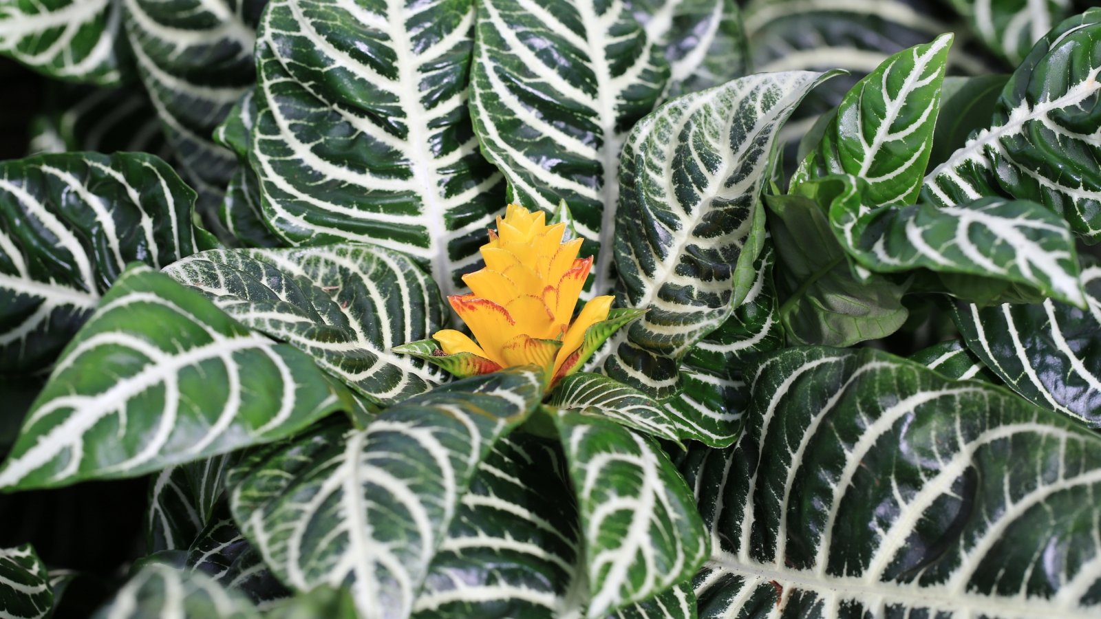 Close-up of an Aphelandra squarrosa with bold, striped green leaves and a bright yellow flower spike, creating a lively contrast.