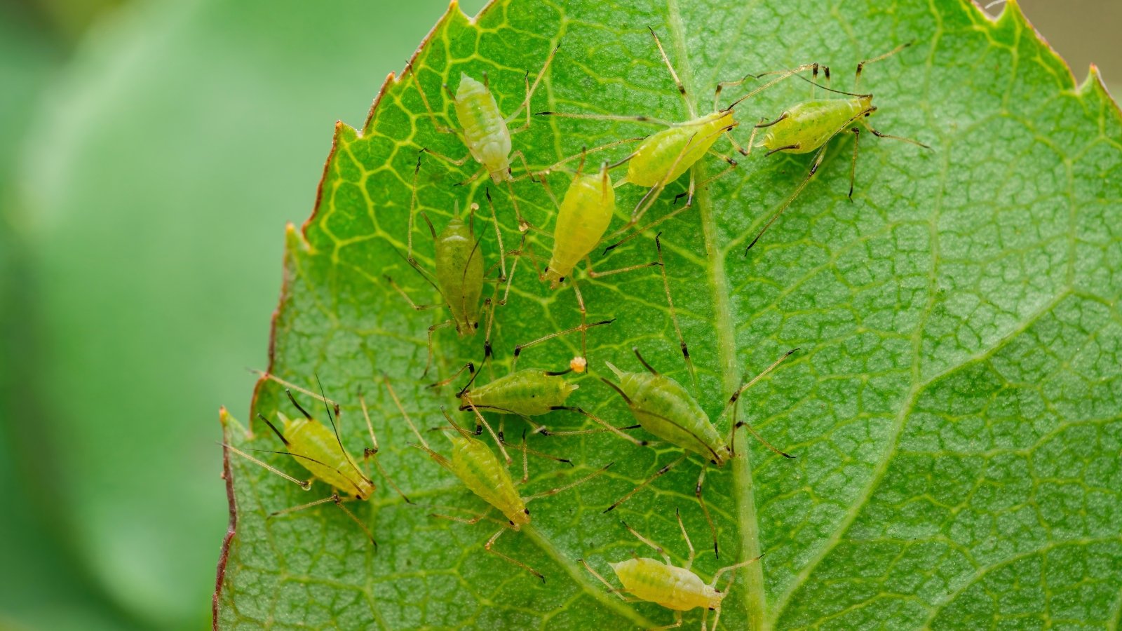 A close-up of green aphids clustered on a leaf's surface, the tiny green aphids delicately resting on the leaf, their translucent bodies almost blending with the verdant backdrop.