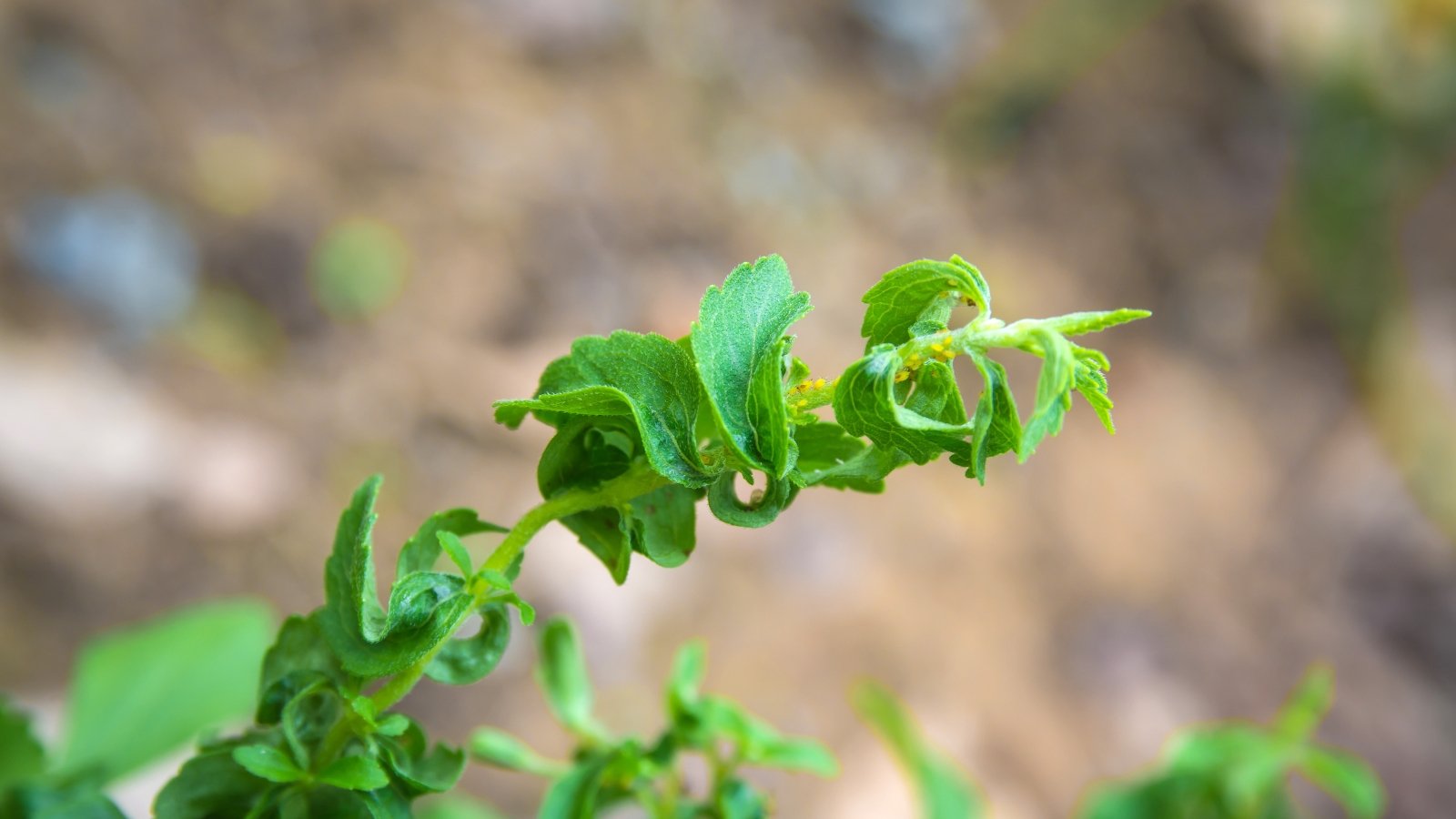 A stevia stem gracefully adorned with delicately curled leaves, basking in natural sunlight. Tiny yellow aphids clustered along the stem, engaging in their silent symbiotic dance amidst the verdant foliage.