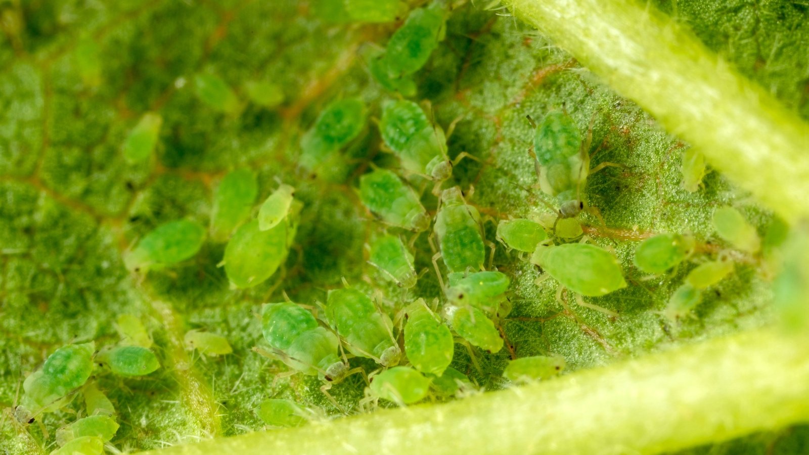 Aphids are small, soft-bodied insects, green in color, clustering on the leaves of the plant.