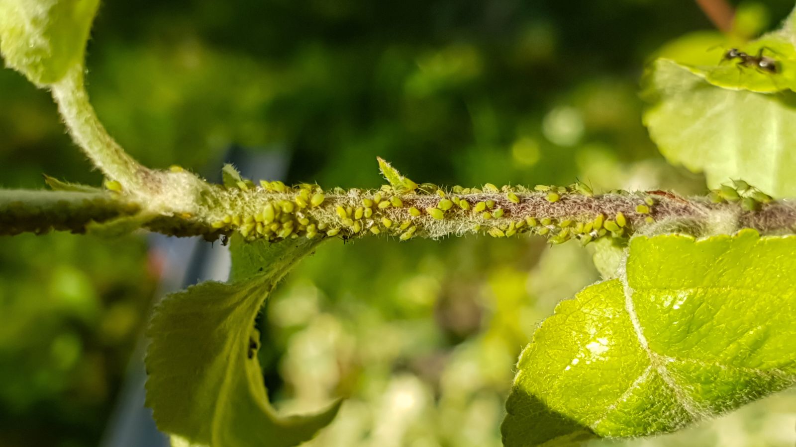 Close-up of an apple tree branch infested with a swarm of small green aphids, characterized by their oval, soft bodies.