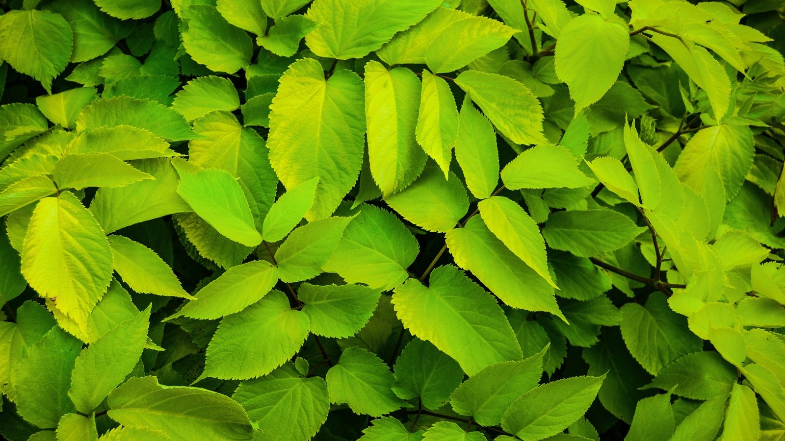 A close-up showcasing its radiant, glossy leaves, adorned with striking golden-yellow tones and finely serrated edges.
