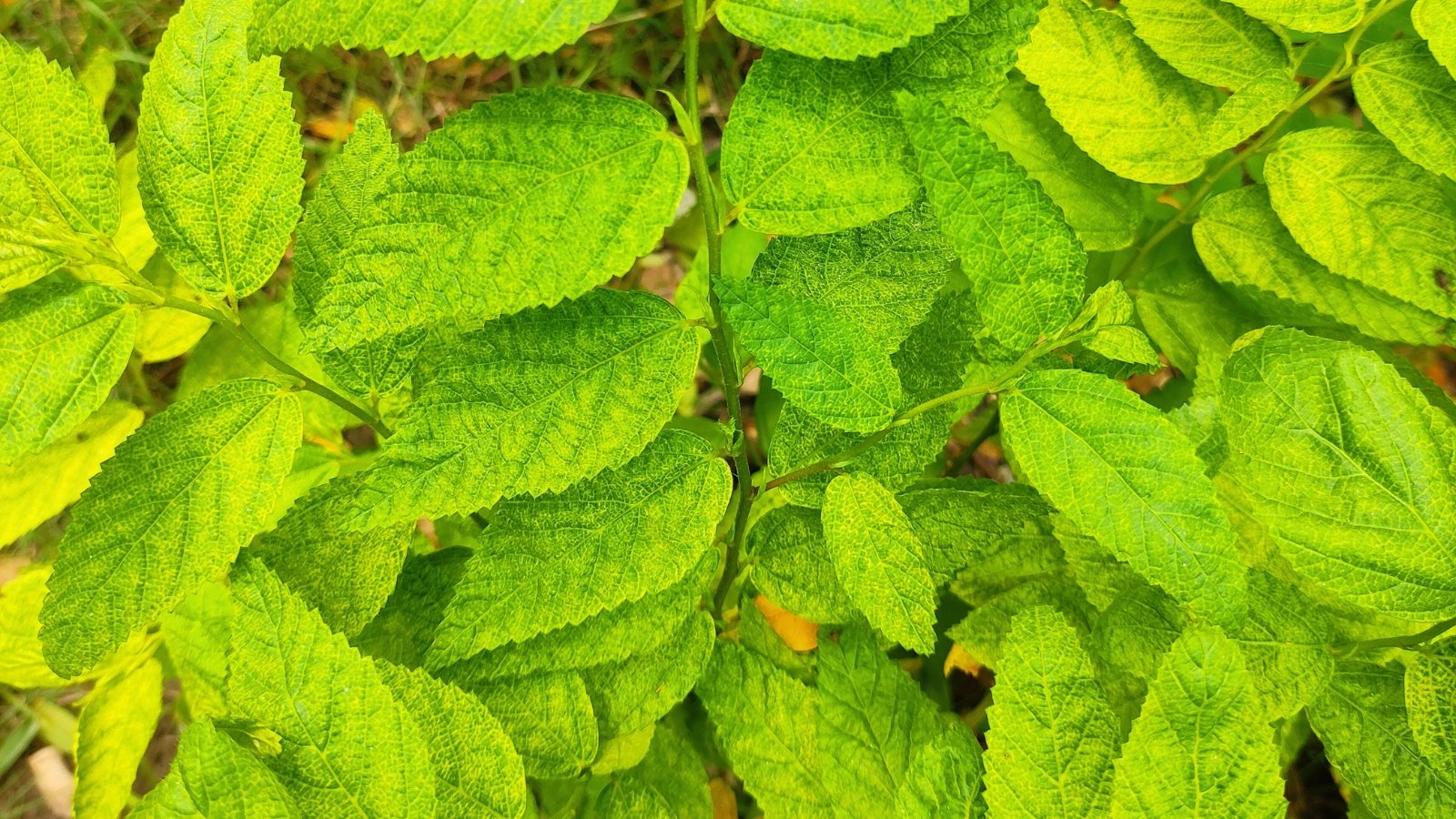 A close-up of the branches and leaves displaying vibrant golden-yellow foliage, intricately veined, with glossy textures catching the sunlight.