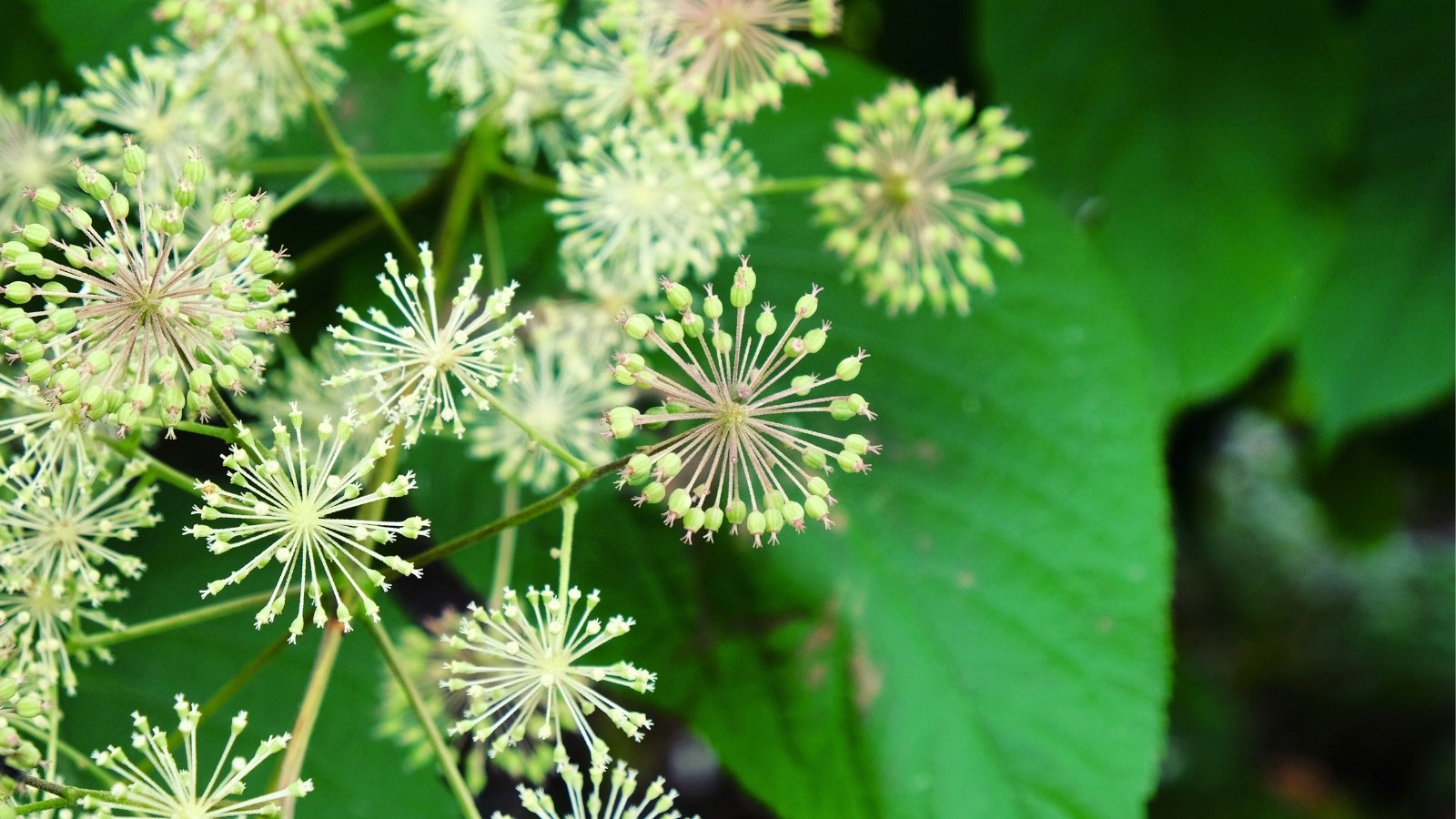 Vivid yellow flowers adorn the plant, with lush green leaves in the blurred background.