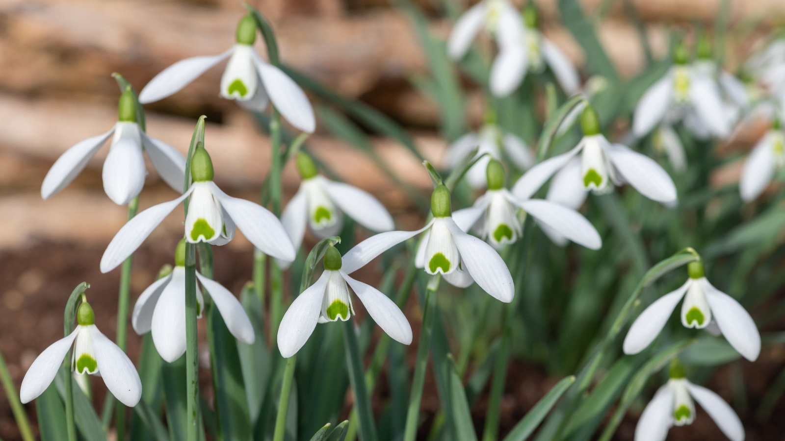 A cluster of slender, white, bell-like blooms hang from thin green stems above a bed of narrow leaves, with hints of brown mulch beneath.