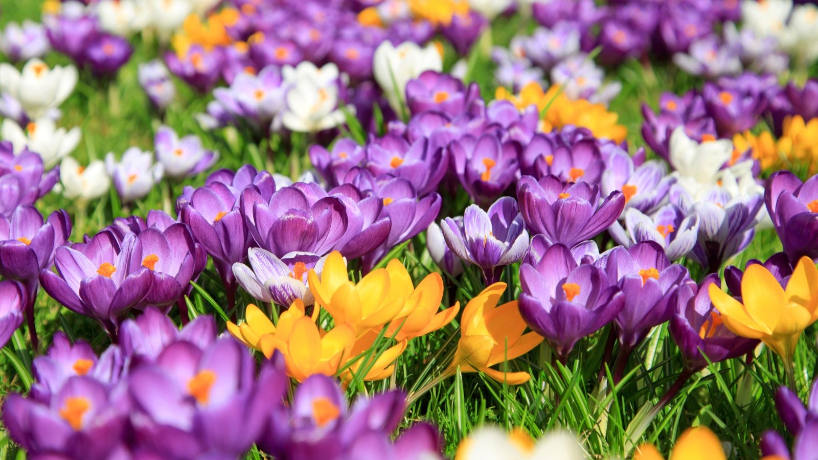 A lot of delicate white, purple, and yellow blooms with slender petals and bright yellow stamens rise from grassy green foliage in a sunny garden.
