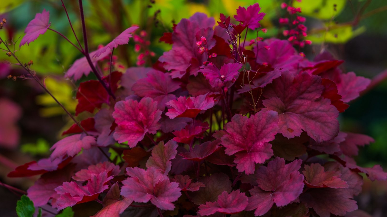 A close-up of the Heuchera plant, highlighting its striking magenta leaves with delicate veins. These leaves create a vibrant contrast against the surrounding foliage, adding a splash of color to any garden. The Heuchera's lushness is evident in its healthy, dense foliage, making it a favorite for ornamental landscapes.