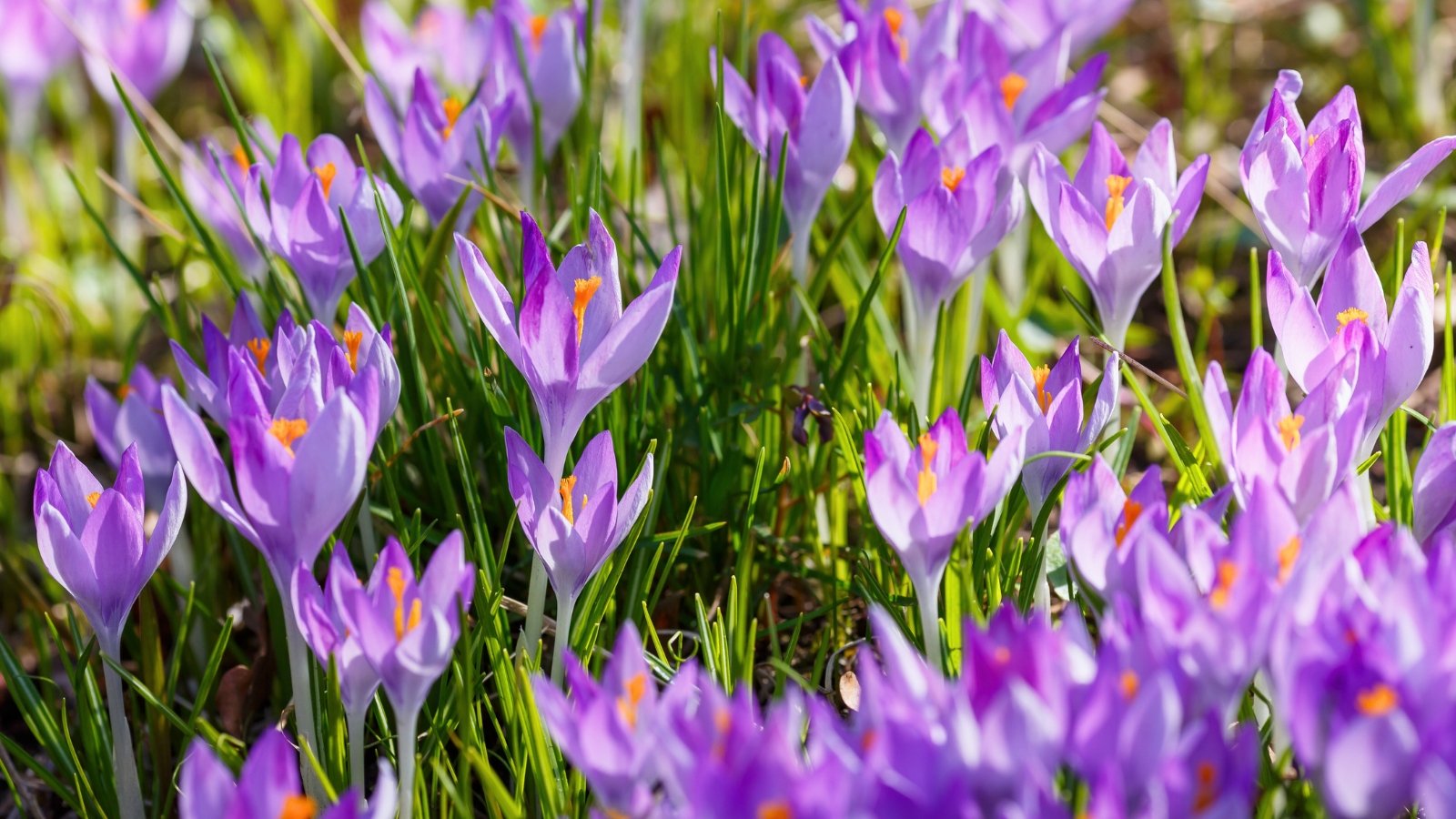 Narrow, green leaves with smooth edges surround bright, funnel-shaped flowers in shades of violet, with prominent yellow stamens at the center.
