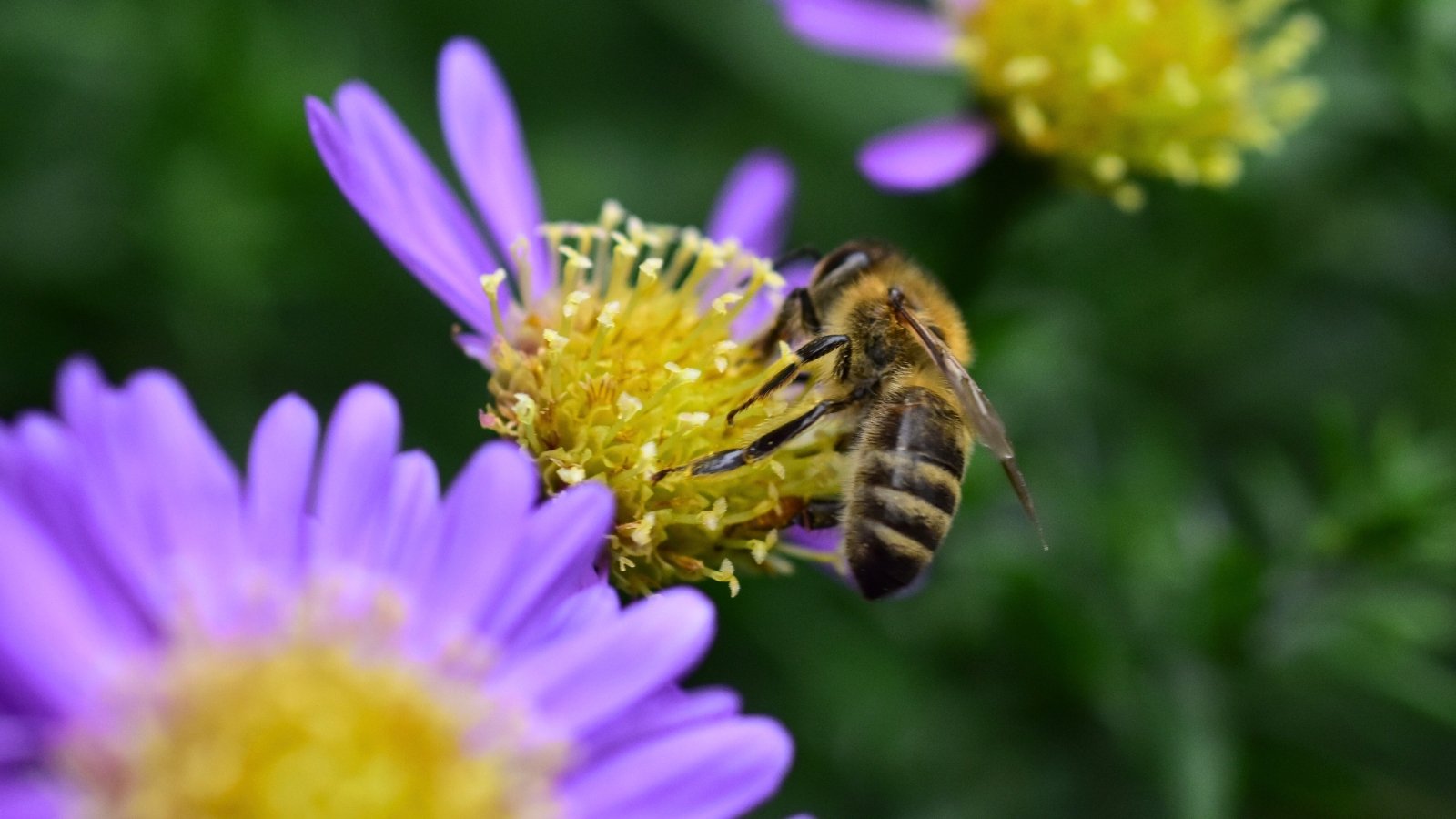 A bee with fuzzy, striped body clings to a vibrant purple flower, collecting pollen from its golden center.
