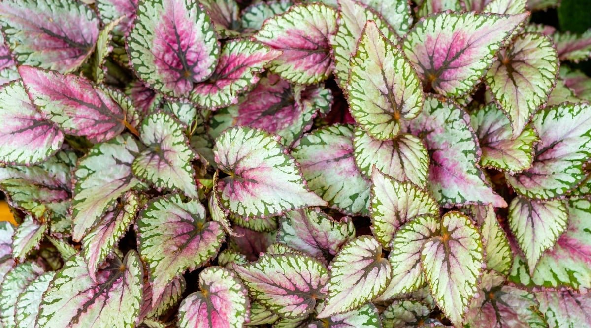 Lush rex begonia leaves catching the warm glow of gentle light, showcasing their intricate veins and textured surfaces. The leaves, ranging from pale green to deep green, feature striking purple centers.