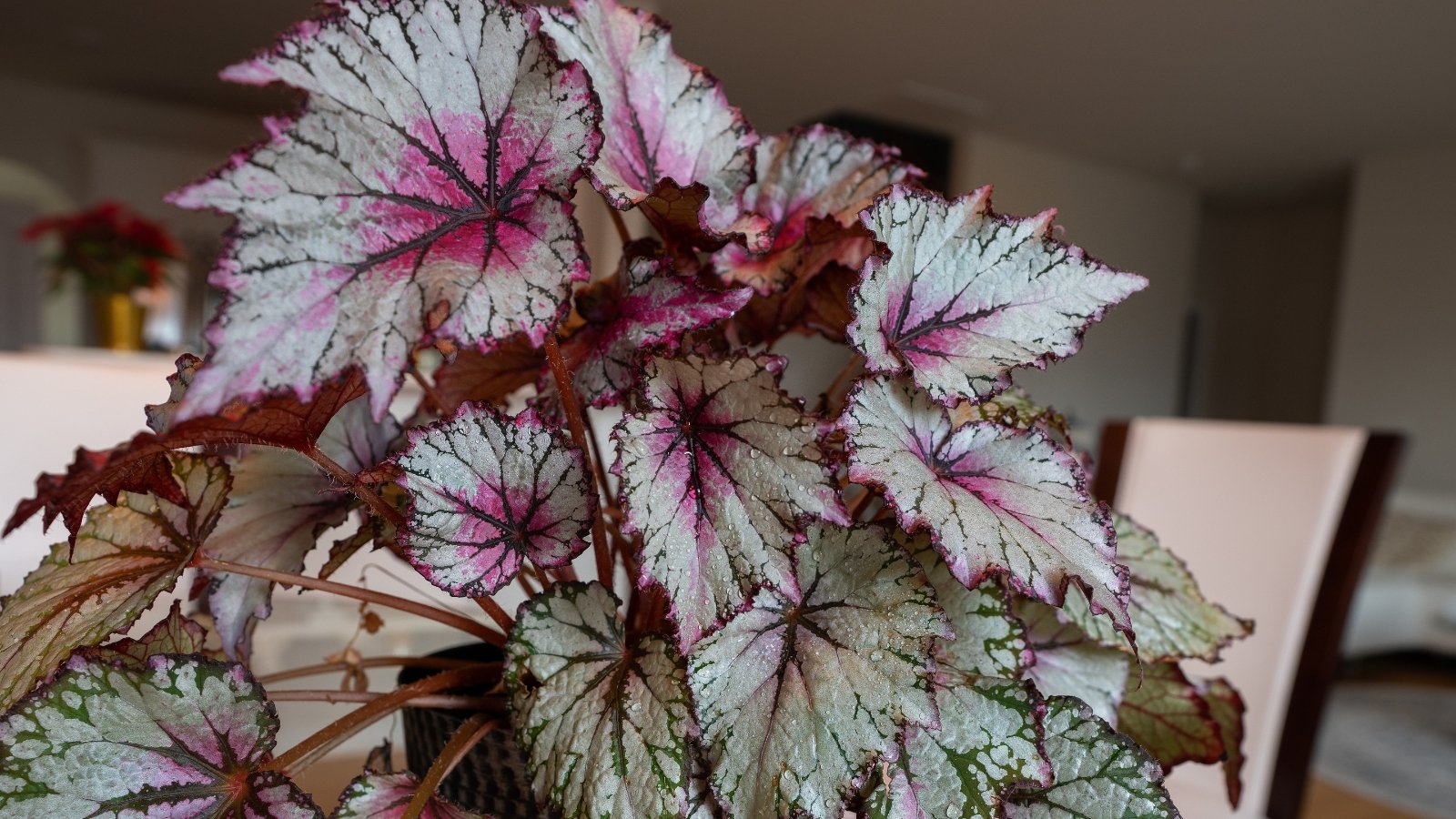 A Begonia rex plant flaunts large, textured leaves with dramatic shades of purple, pink, and green.