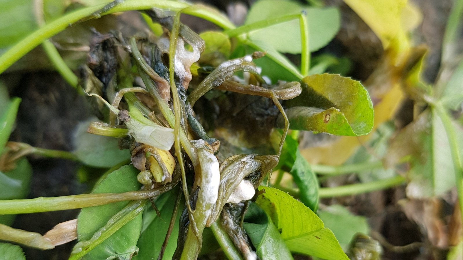 A close-up of a plant reveals signs of Berseem stem rot, evidenced by the darkening and softening of the stem, indicating decay. Crown root rot is evident in the wilting of the plant's crown, accompanied by discoloration and reduced vigor.