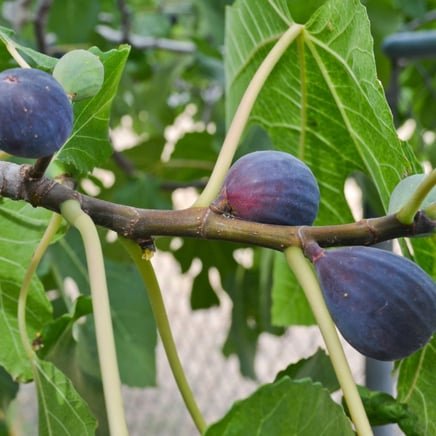 A close-up of a branch from a black mission fig tree, showcasing its intricate beauty. The branch is gracefully adorned with plump, ripe black figs nestled among lush green leaves, hinting at the delicious harvest to come.