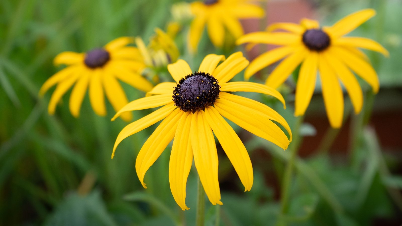 A close-up of Black-eyed Susan plants. Black-eyed Susan's bright yellow flowers stand out with their dark centers, attracting bees and butterflies. The lush green leaves of Black-eyed Susan provide a lush backdrop, showcasing the plant's beauty and resilience in a garden setting.