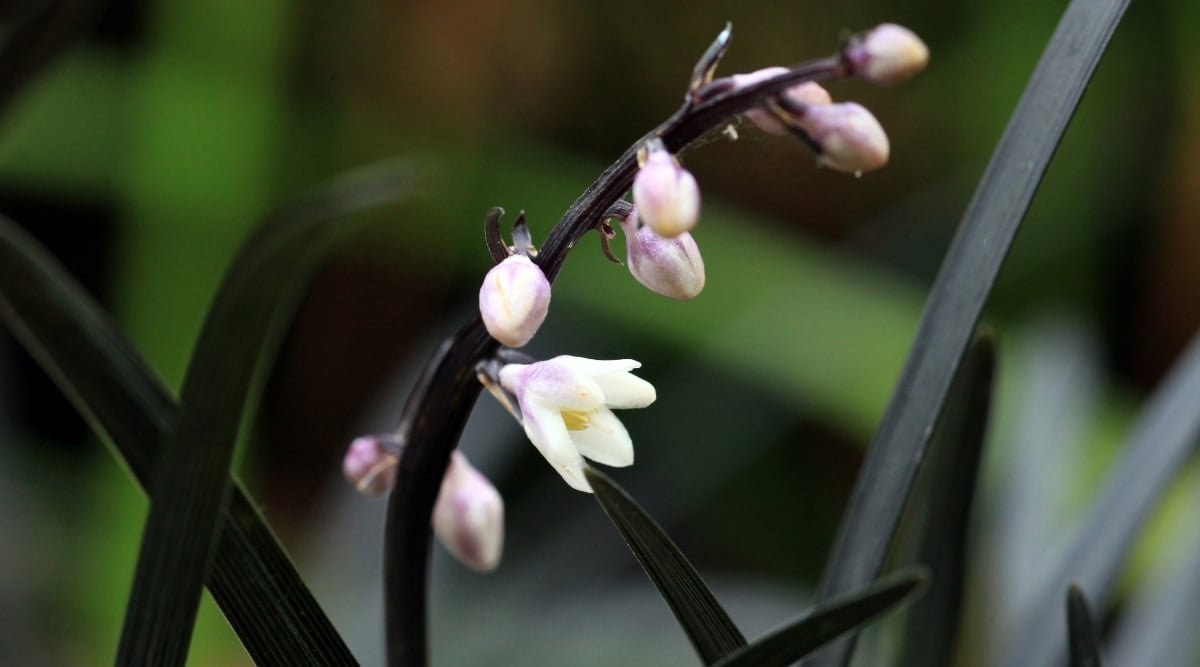 A close-up captures the elegance of black mondo grass, featuring delicate white flowers and buds nestled among its dark foliage. The contrast between the deep hue of the grass and the purity of the blossoms creates a captivating natural composition.