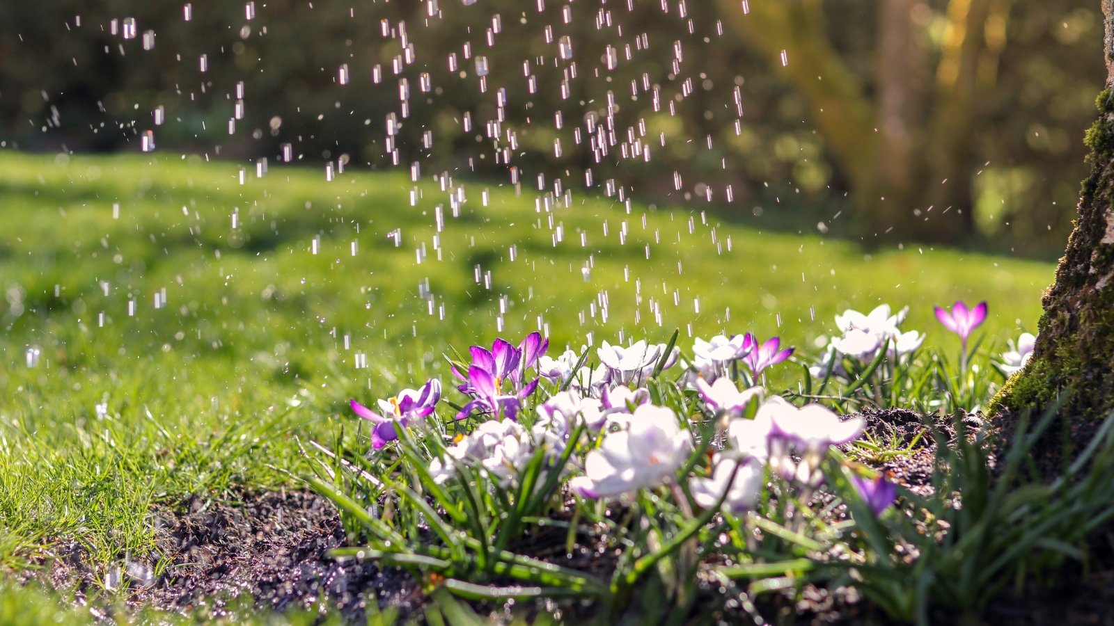 Blooming purple and white flowers with delicate petals and orange stamens are seen under a tree, with raindrops falling onto the petals.
