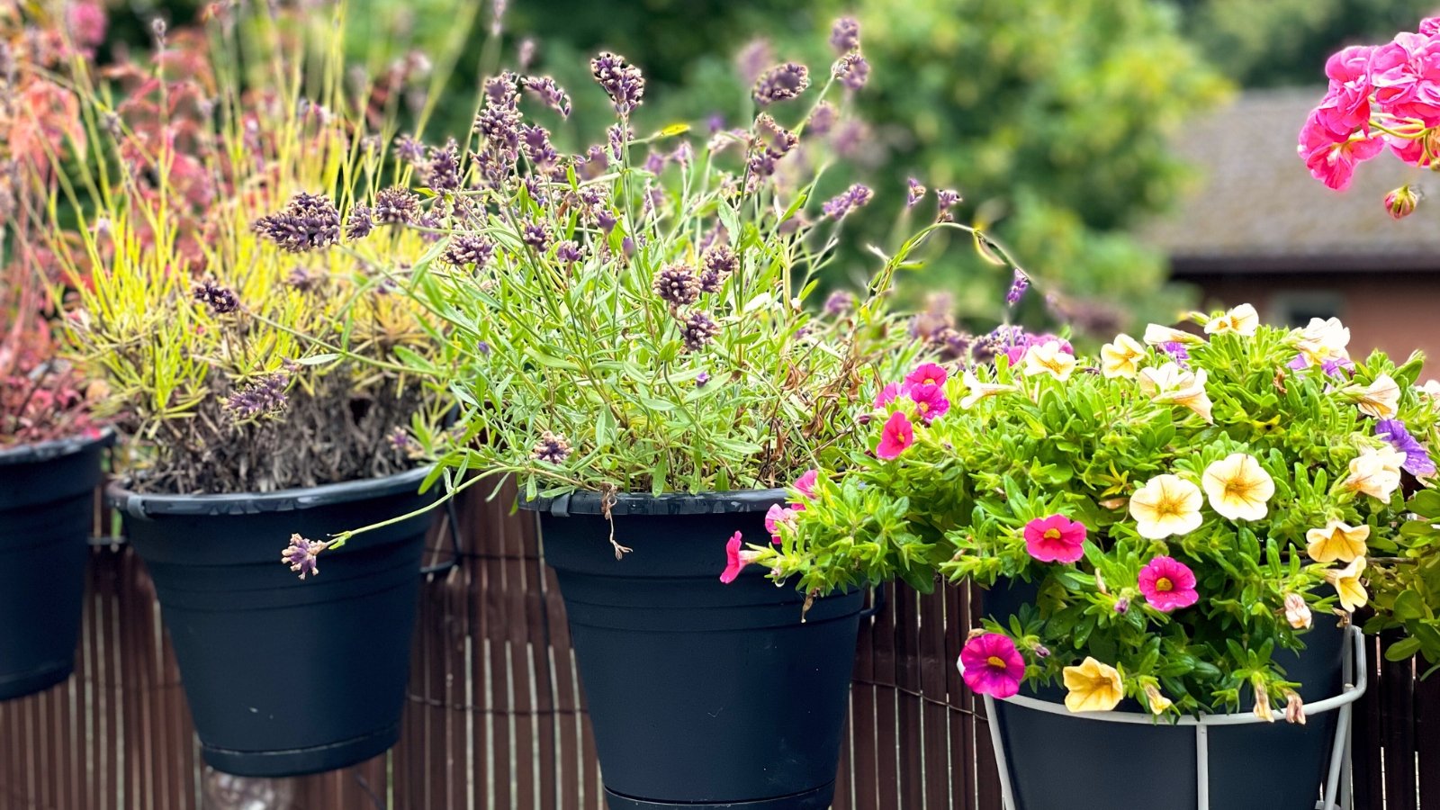 Blooming calibrachoa bell flowers, lavender, and other herbs in black hanging pots on a balcony.