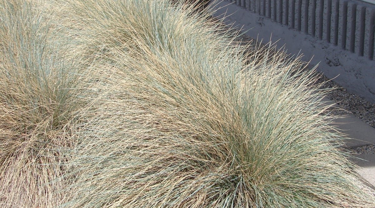 Blue oat grass thrives, its verdant blades catching the sunlight's golden embrace. Each blade sways gently, casting shadows upon the rich earth below, a serene dance orchestrated by nature's hand.