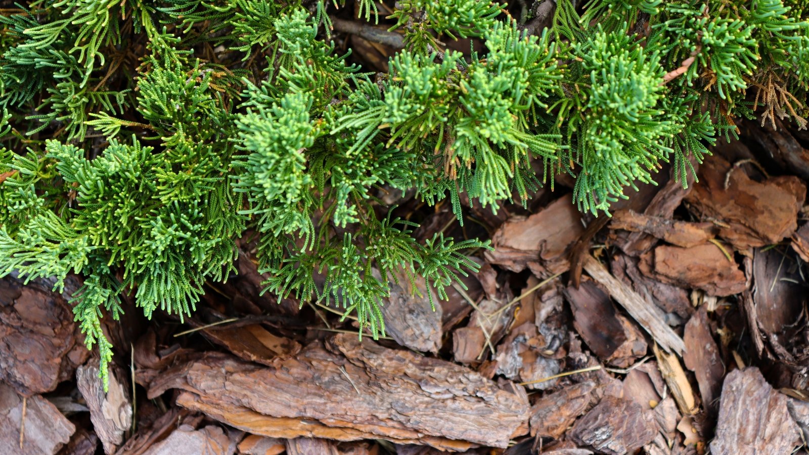 A close-up of Blue Rug Juniper displays its needle-like leaves, each a vibrant shade of silvery-blue, arranged in dense clusters along its sprawling branches. Beneath the foliage, large pine bark nuggets mulch the ground, providing a contrasting texture and color that accentuates the juniper's beauty in the landscape.