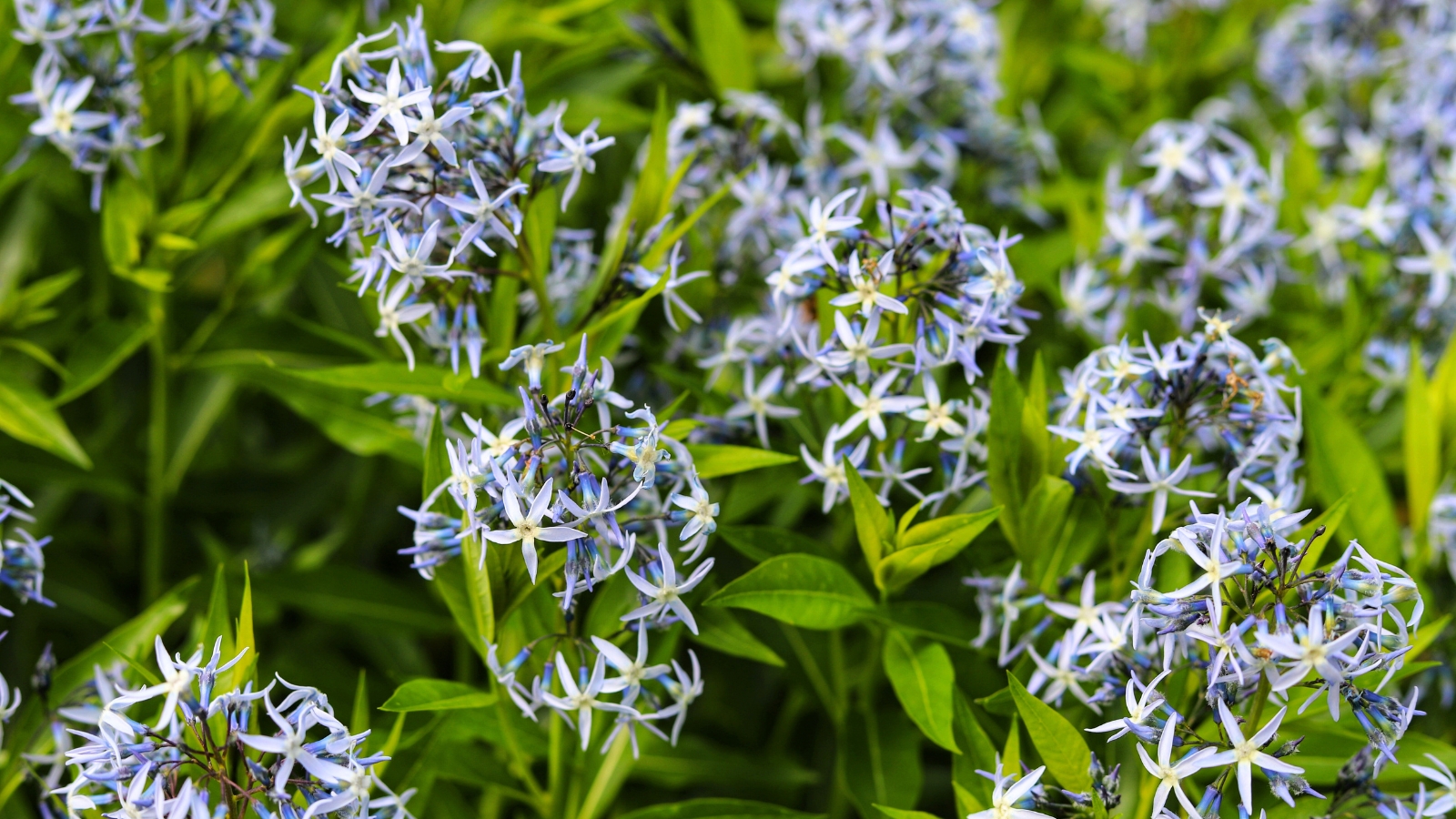 The plant features striking blue, star-like flowers blooming in tight clusters, supported by dark green, linear leaves.