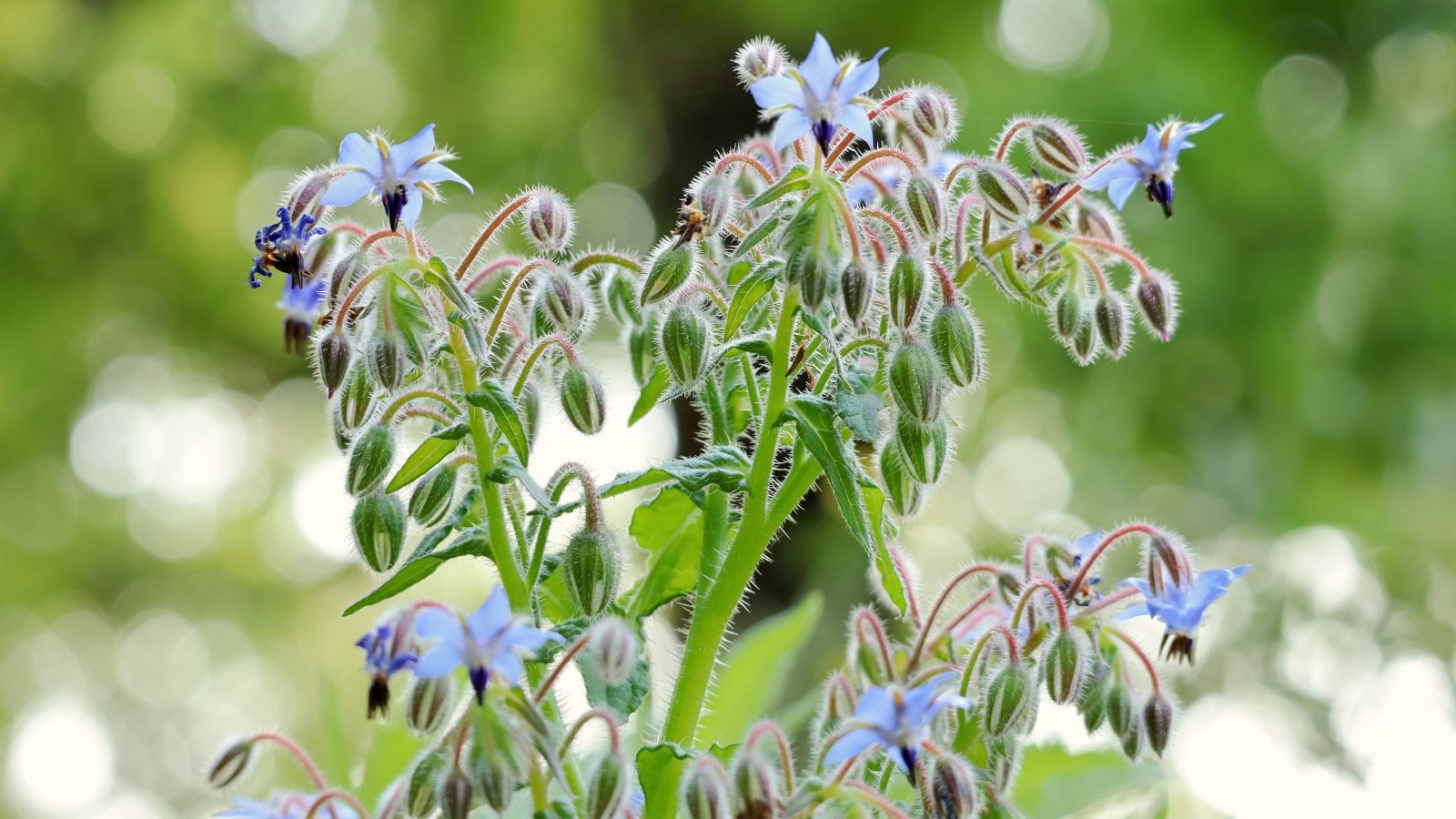 Close-up of a blooming Borago officinalis producing bristly stems with rough, hairy, grayish-green leaves and star-shaped, vibrant blue flowers.