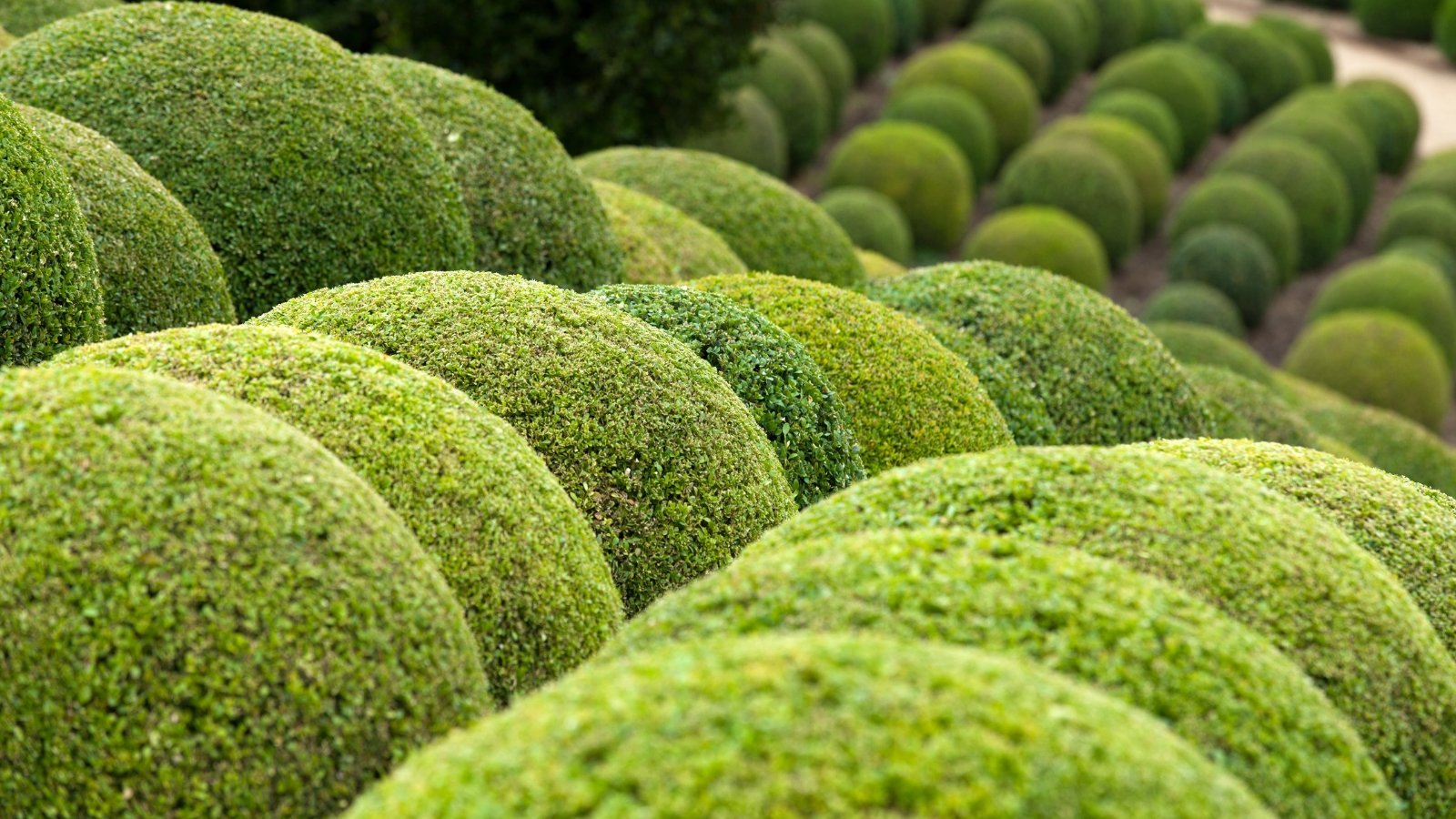 A close-up of boxwood plants reveals dense clusters of glossy, oval-shaped leaves, boasting a vibrant shade of deep green. These leaves also form a lush backdrop, providing an evergreen presence in the garden, enhancing its aesthetic appeal and creating a sense of tranquility.