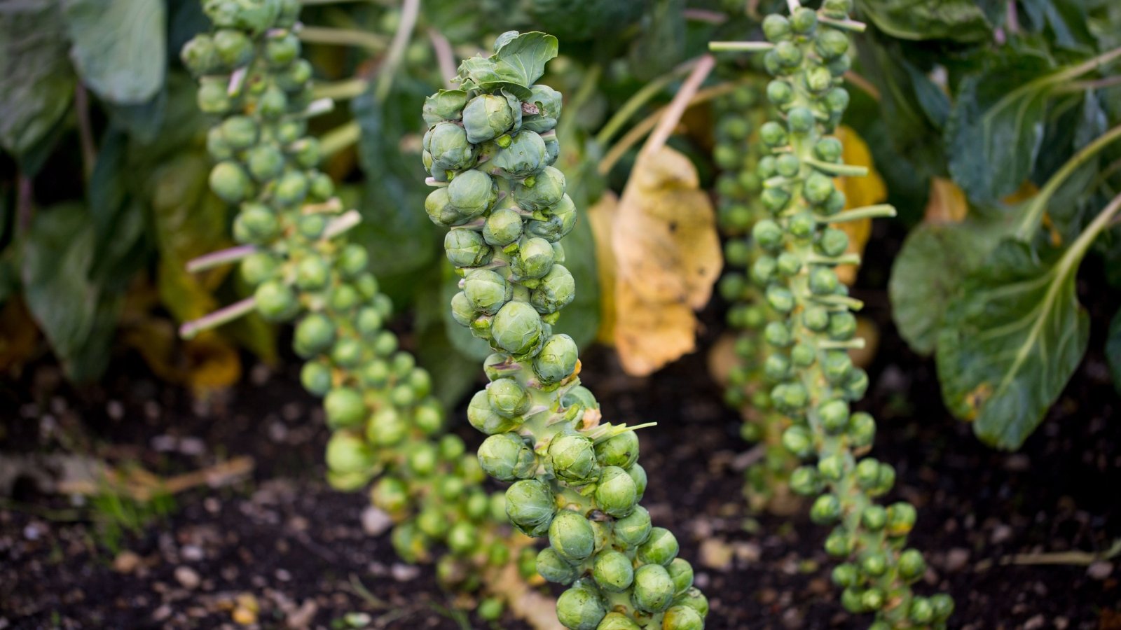 An image showing a field of brussels sprouts, with each plant displaying dense clusters of small green buds along tall, sturdy stalks.