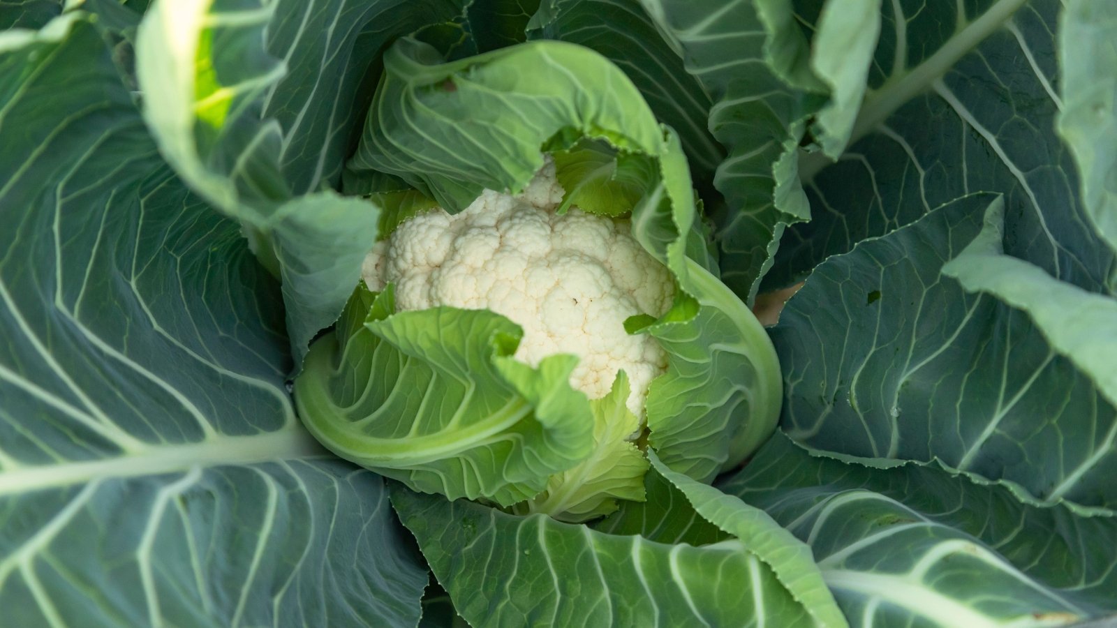 The large, dense head with tight, pure white florets is set in a rosette of bluish-green leaves.