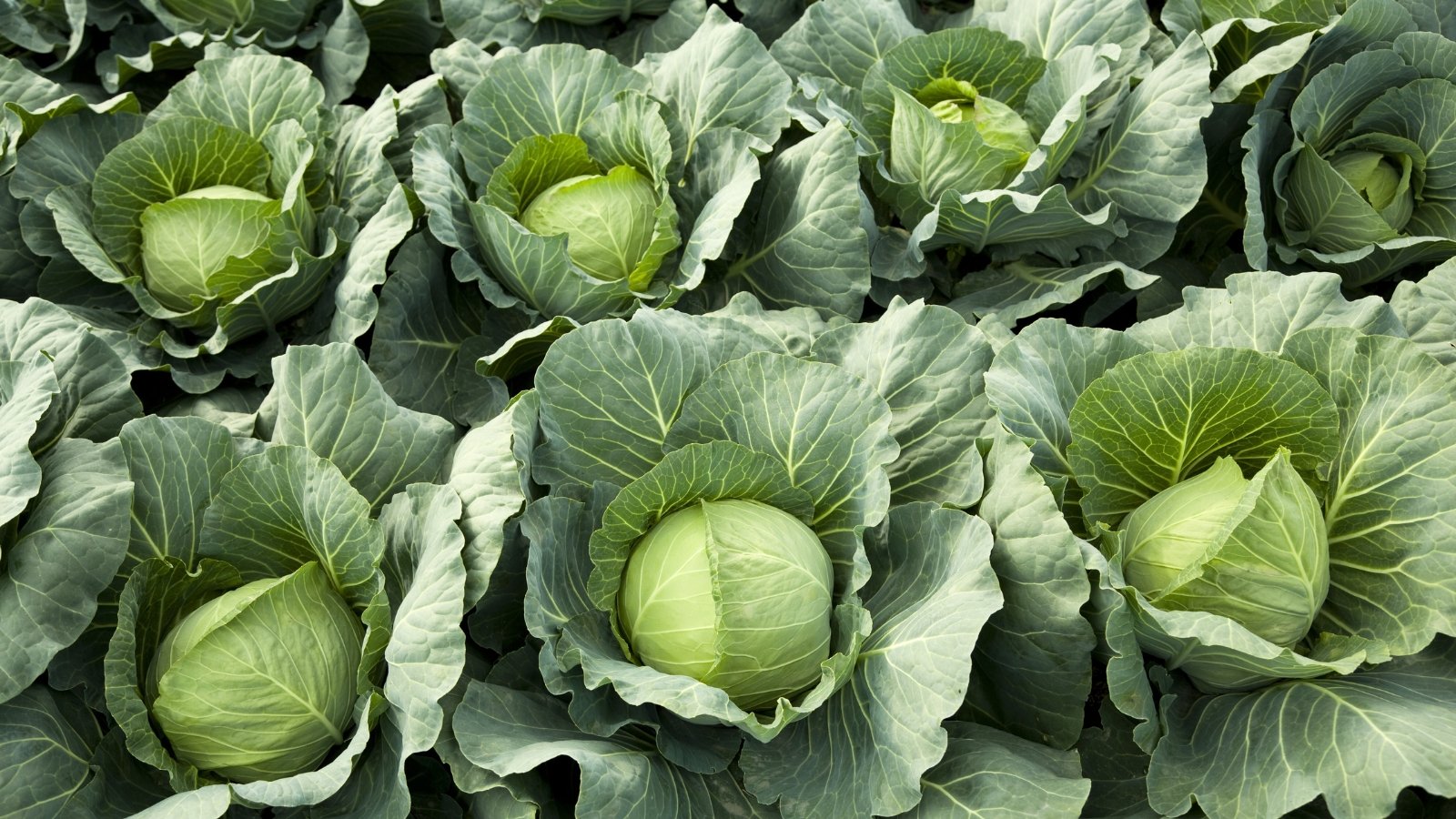 Dense, round heads with tightly wrinkled leaves form a pale green, waxy exterior.