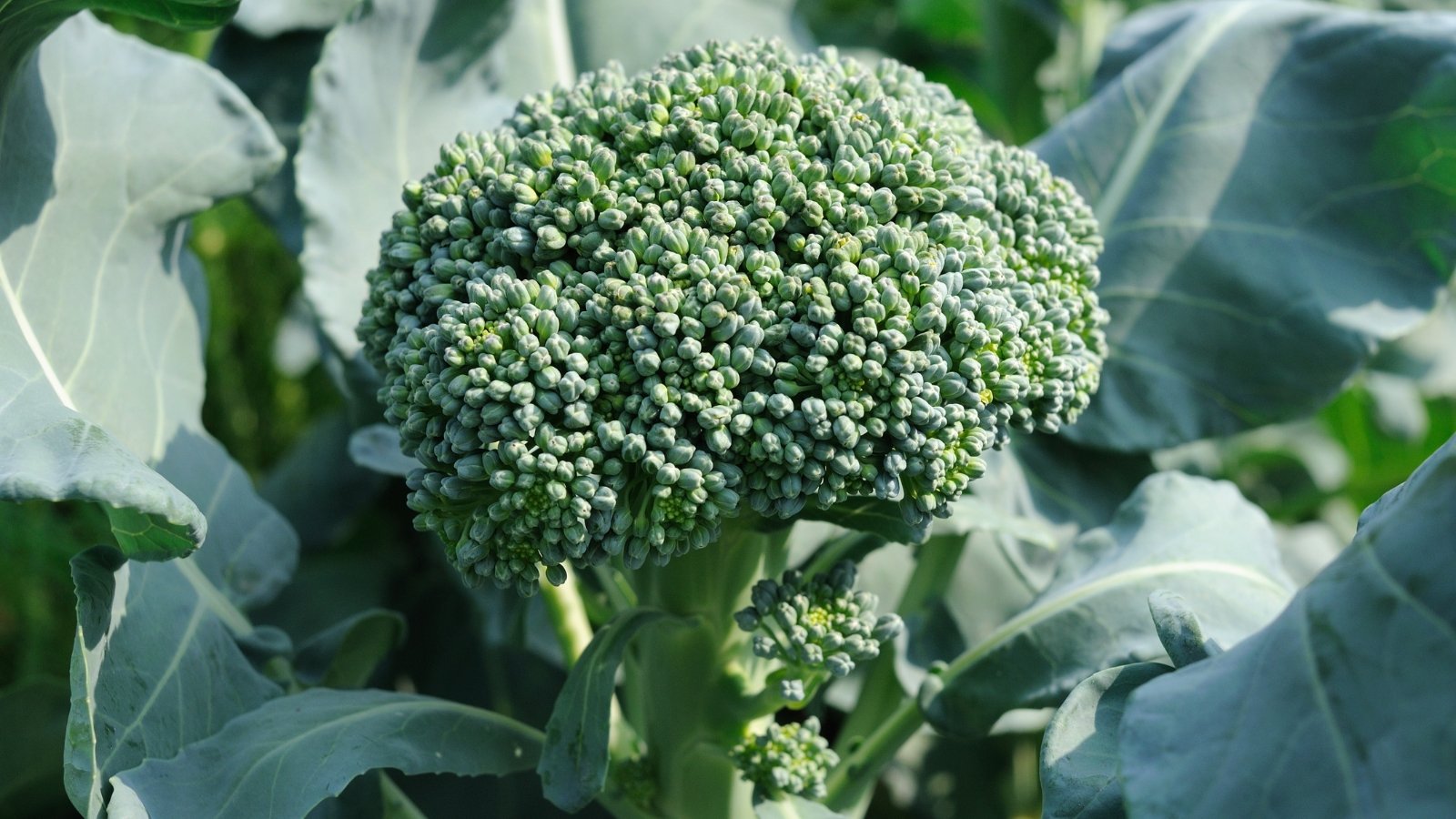 A compact cluster of tender dark green florets forms on a tall stem with narrow, toothed leaves.