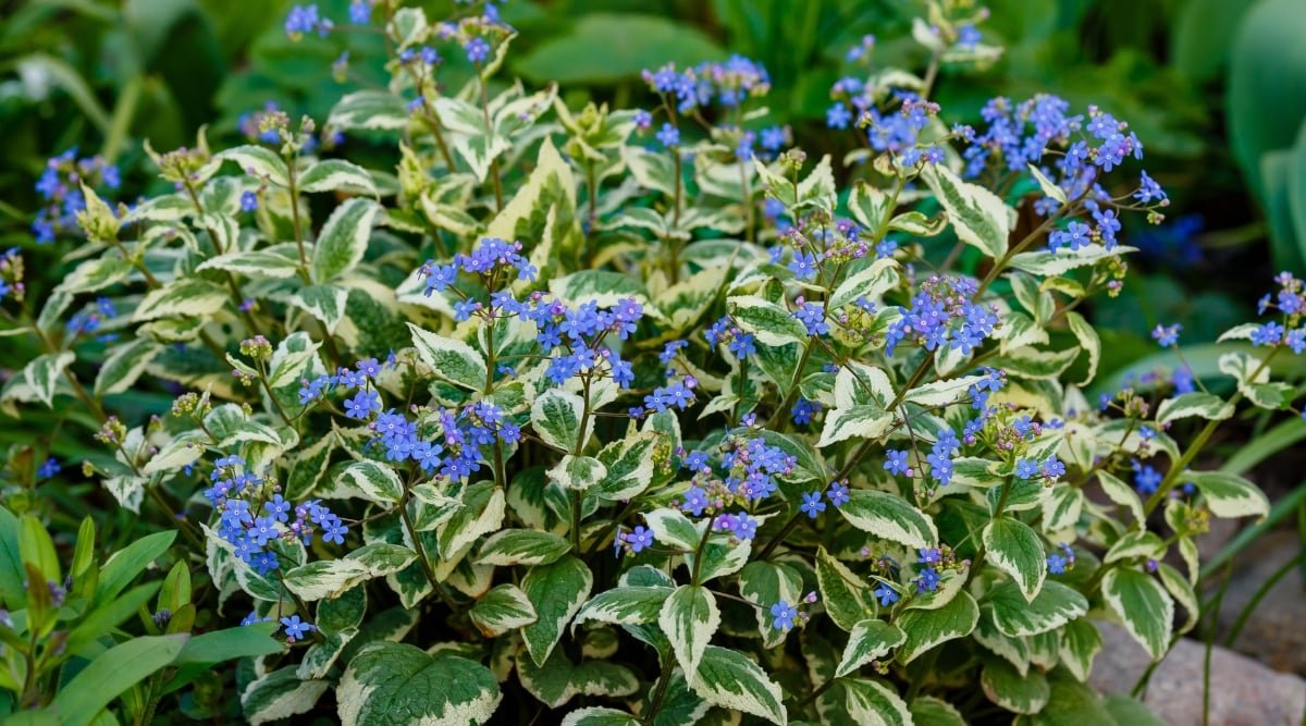 A Brunnera plant featuring delicate blue blossoms, resembling forget-me-nots, clustered atop slender stems. Its foliage boasts green leaves adorned with crisp white edges, creating a striking contrast against the azure blooms in a garden setting.