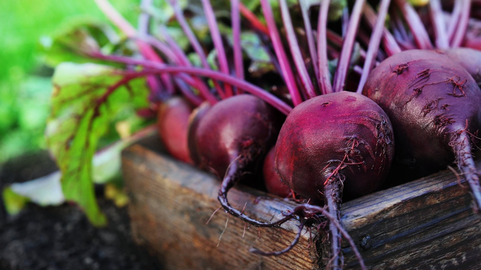 A group of round red tubers with dark, shiny skin and shiny stems, carefully placed in a wooden box, surrounded by loose soil and green leaves.