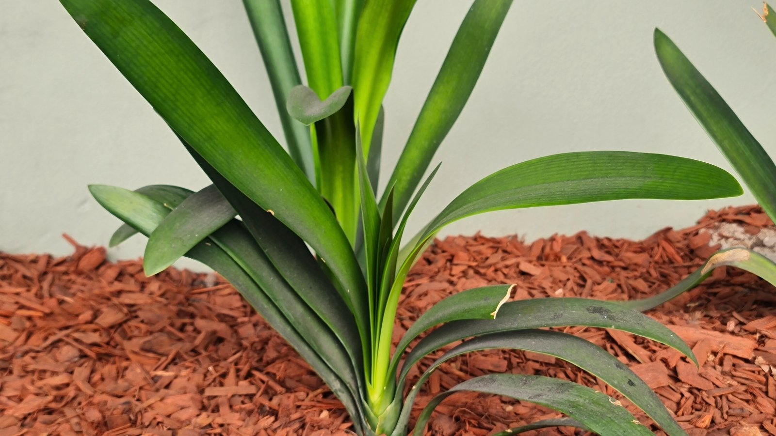 Close-up of a Bush Lily plant in a garden with mulched soil, showcases glossy, strap-shaped leaves with a deep green hue, elegantly arching from the base in a graceful, symmetrical manner.